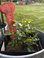 2020-04-23 Artemis.webp 2020-04-23 Artemis.webp