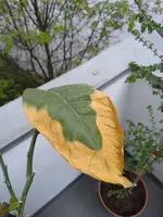 IMG_20200423_090436.webp