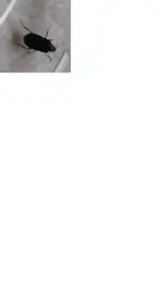 unbekannter Käfer.webp