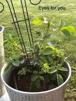 786e4c7f-46b6-42cd-8905-0638149d1ac2.webp 786e4c7f-46b6-42cd-8905-0638149d1ac2.webp