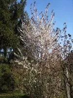 BILD1500.webp