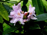 P1020129.JPG