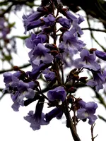 P1020133.webp