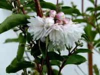 P1020135.webp