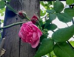 IMG_20200424_200515.jpg
