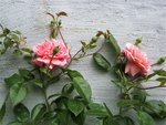 IMG_3279.JPG