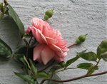 IMG_3282.JPG