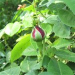 IMG_3276.JPG
