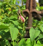 IMG_3278.JPG