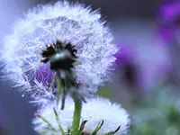 image006.webp