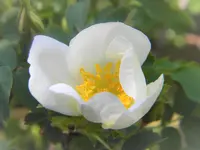 DSCN7865.webp