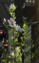 Magnolie.webp Magnolie.webp