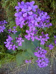 DSC05850.jpg
