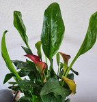 20200426_194551.jpg