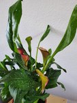20200426_191817.jpg