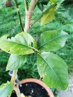 IMG_20200427_071931.webp