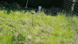 Garten (8).webp