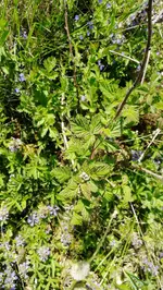 Garten (10).webp
