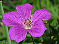 IMG_3639 v (2).webp