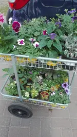 IMG_20200425_120934.webp