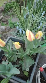 IMG_20200425_181729.webp