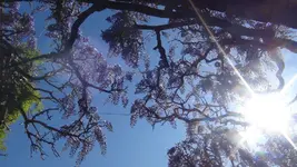 Wisteria1.webp