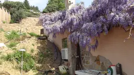 Wisteria2.webp