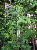 IMG_3363.webp