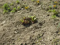 09_04_2020 (16).webp