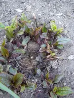 09_04_2020 (20).webp