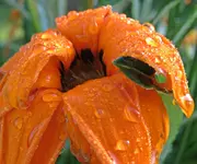 IMG_3975 v (2).webp