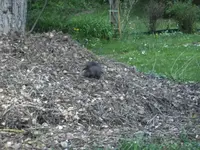 BILD1525.webp