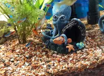 Findet Nemo 2.webp