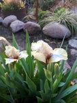 20200428_071053.jpg