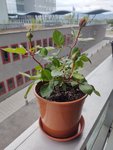 IMG_20200429_153043051.jpg