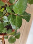IMG_20200429_153016117.jpg