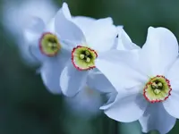 image009.webp