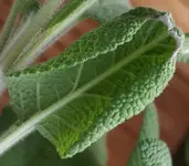 Kräusel2.webp