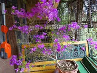 DSC00969.webp