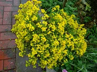 DSC00974.webp