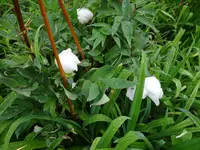 DSC00970.webp