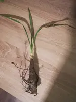 WhatsApp Image 2020-04-29 at 21.10.24 (3).webp