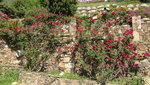 KirschgartenRose.JPG