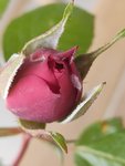 IMG_20200430_132450978.jpg