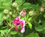 IMG_3370.JPG