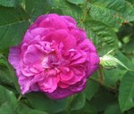 IMG_3372.JPG