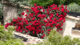 PatioRose1.webp