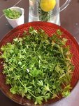 Waldmeister.JPG