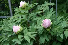 Strauchpäonie0219.webp