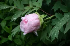 Strauchpäonie0119.webp